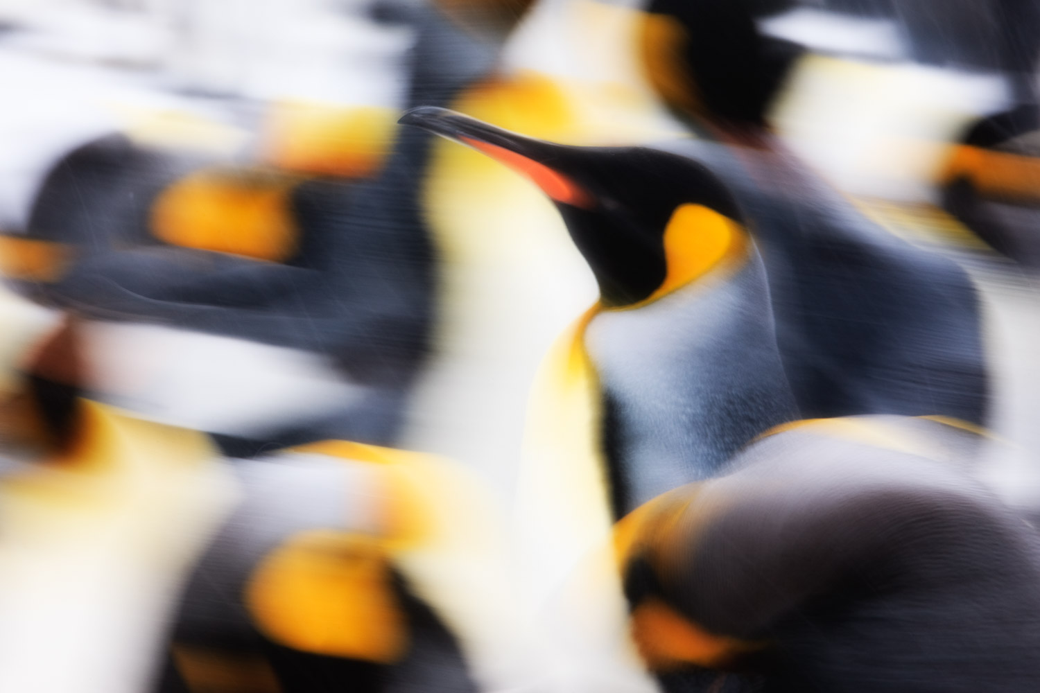 King penguin in South Georgia