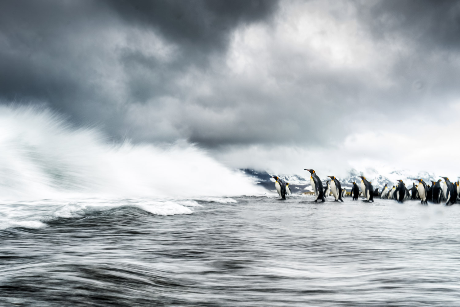  King penguin in South Georgia
