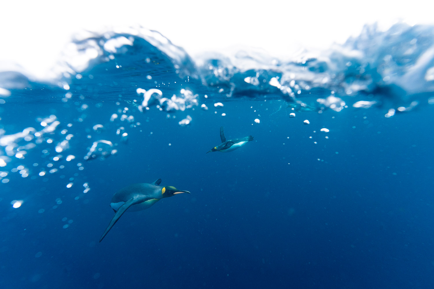 King penguin in water