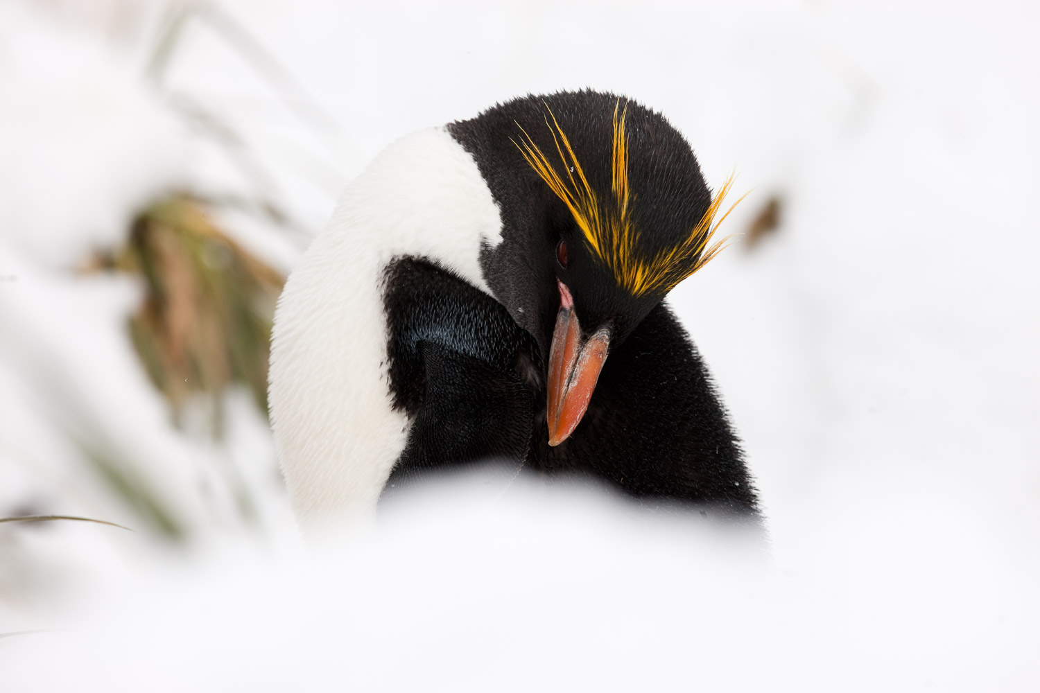 Macaroni penguin in South Georgia