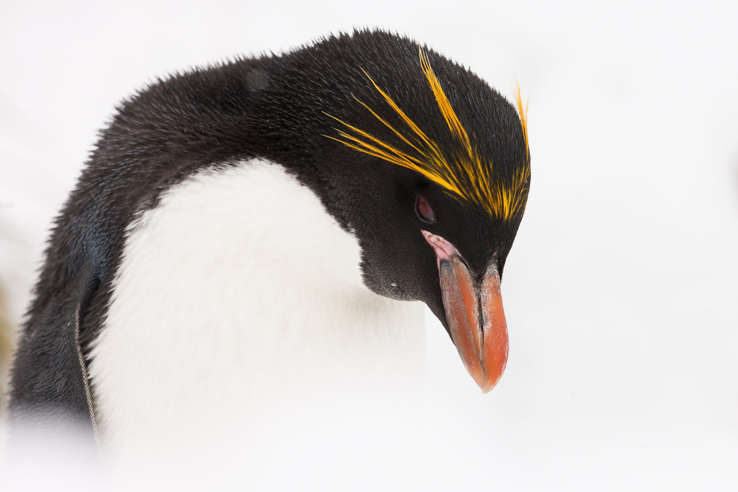 Macaroni penguin in South Georgia