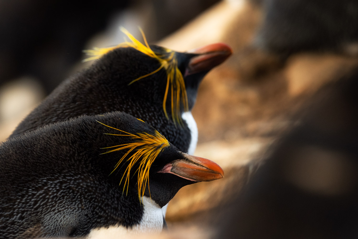 Macaroni penguin inFalkland Islands