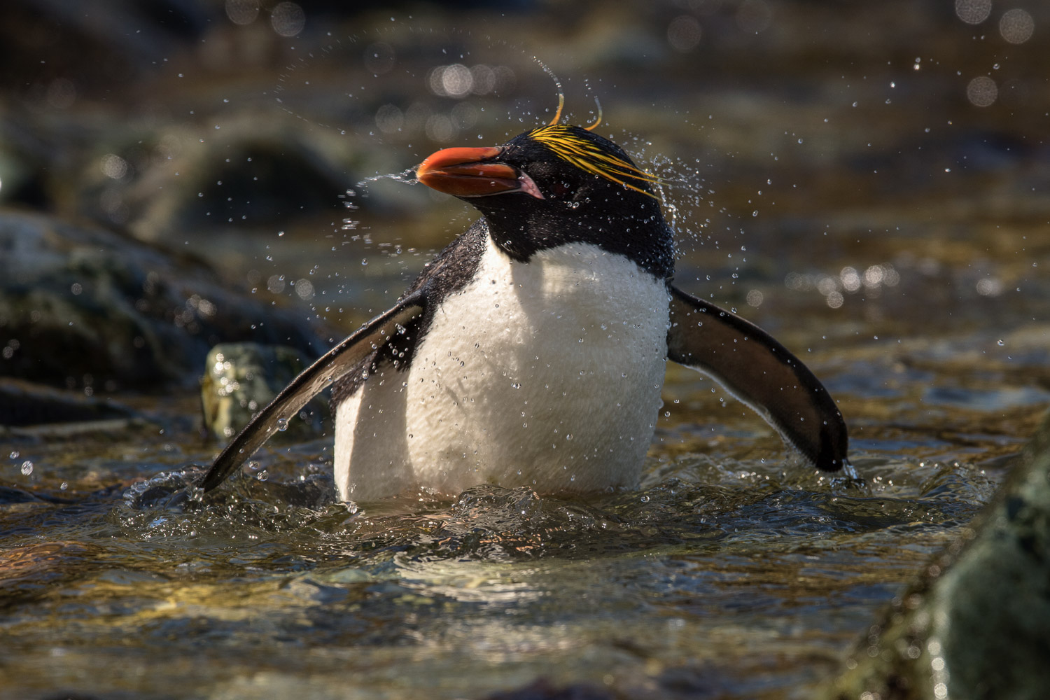 Macaroni penguin in South Georgia
