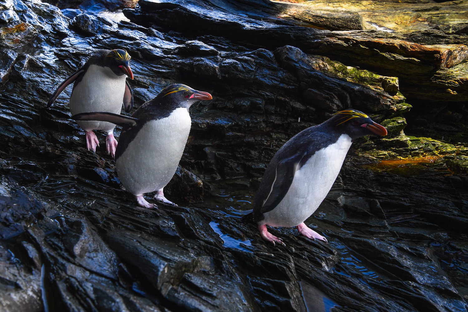 Macaroni penguin in South Georgia