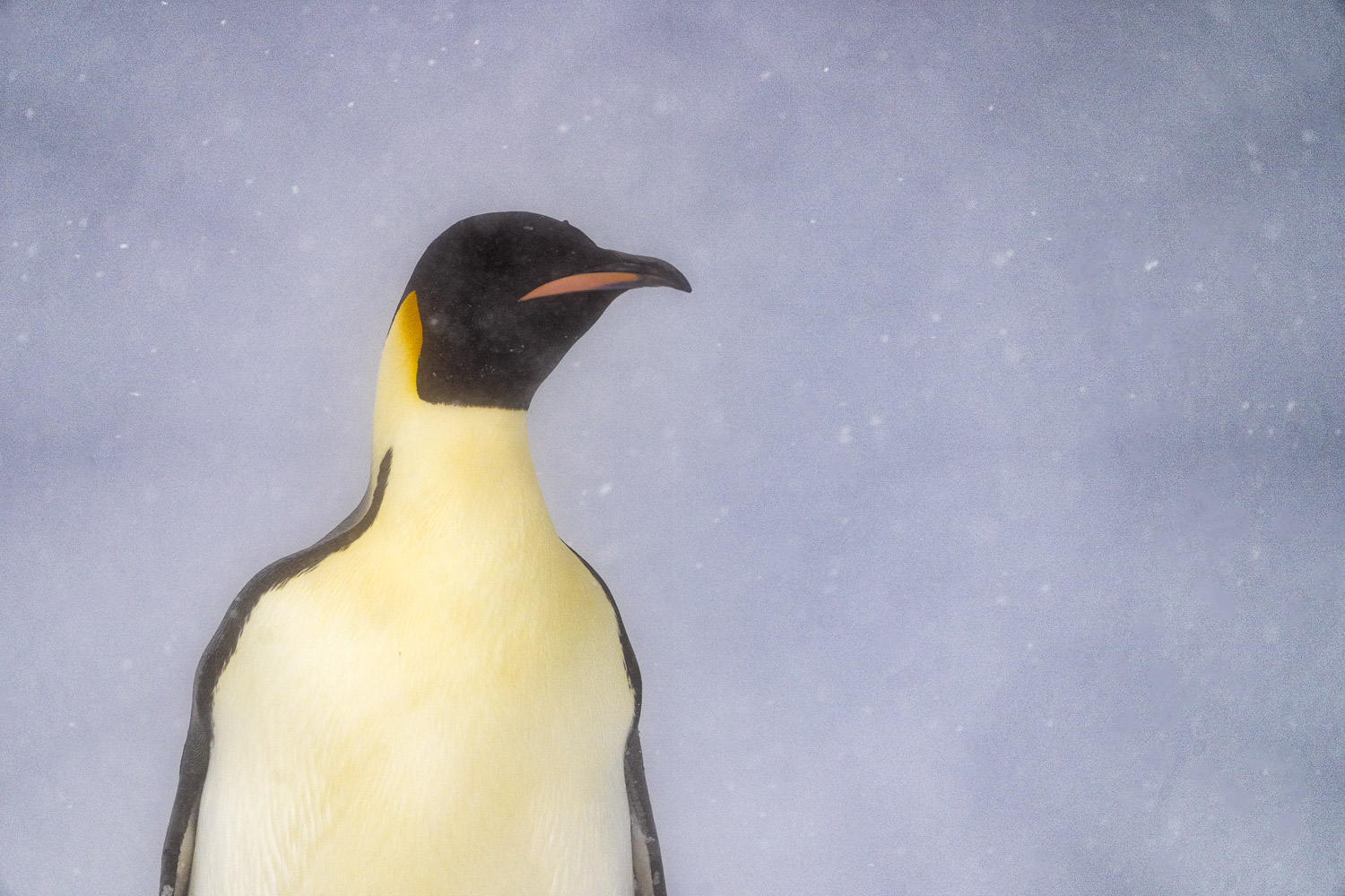 Emperor penguin in Ross Sea, Antarctica