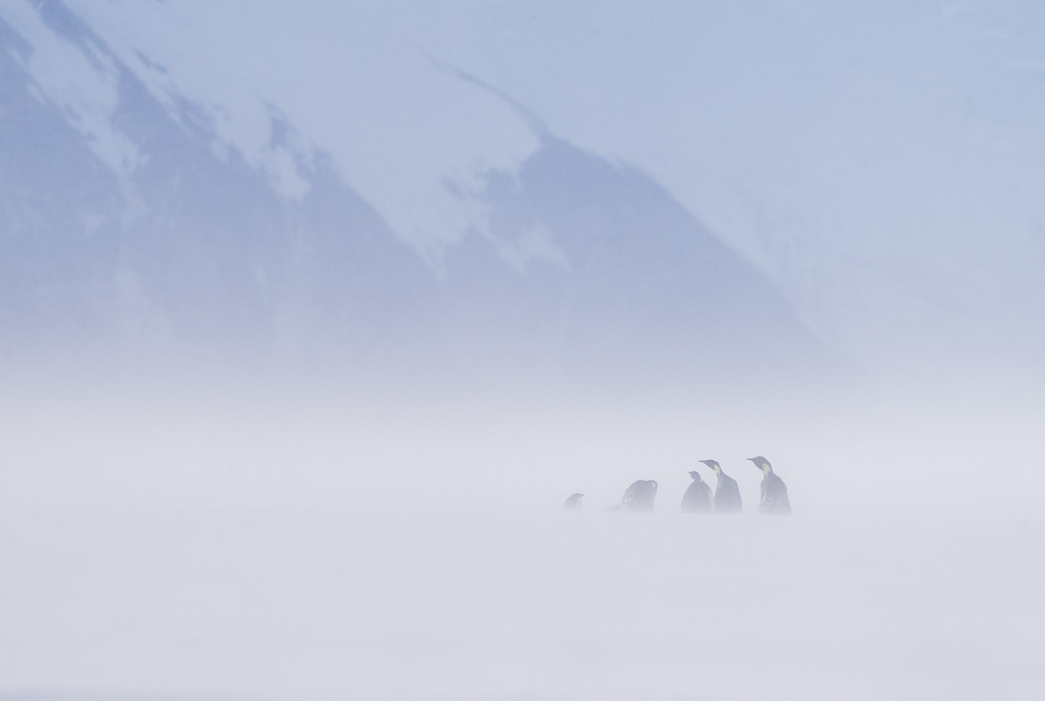 Emperor penguin in Ross Sea, Antarctica