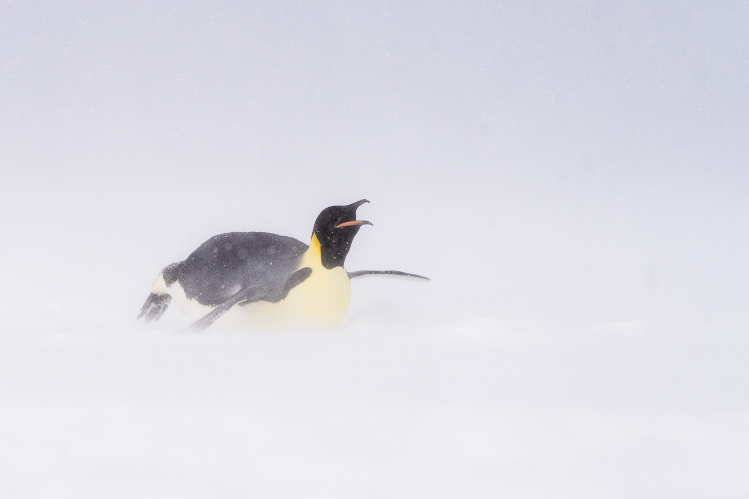 Emperor penguin in Ross Sea, Antarctica