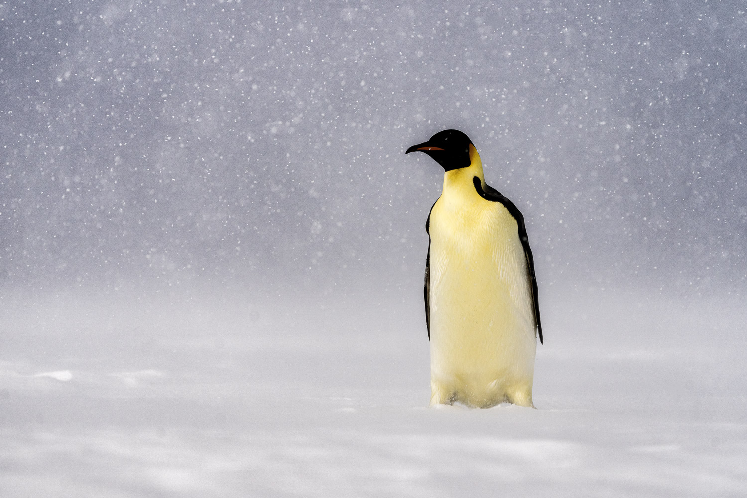 Emperor penguin in Ross Sea, Antarctica