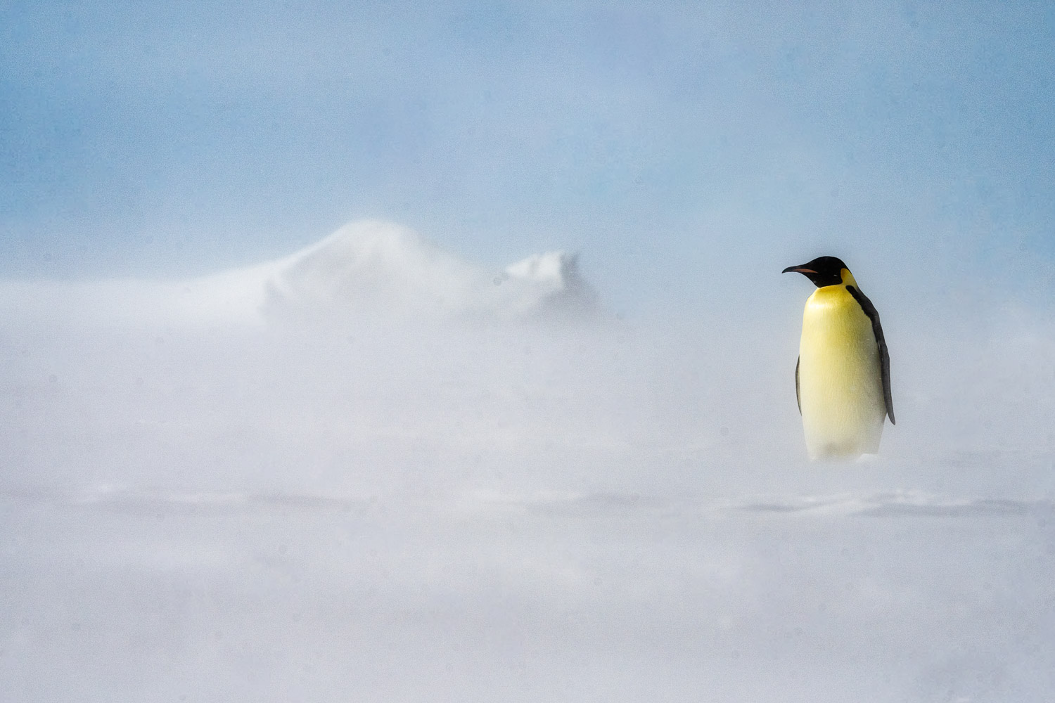 Emperor penguin in Ross Sea, Antarctica