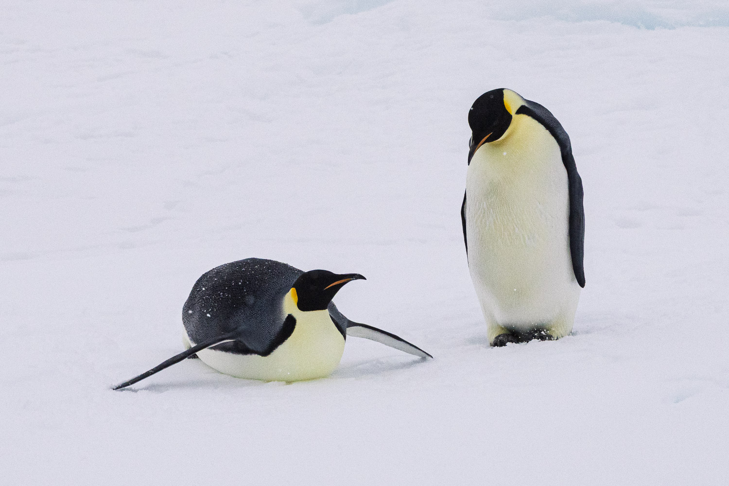 Emperor penguin in Ross Sea, Antarctica