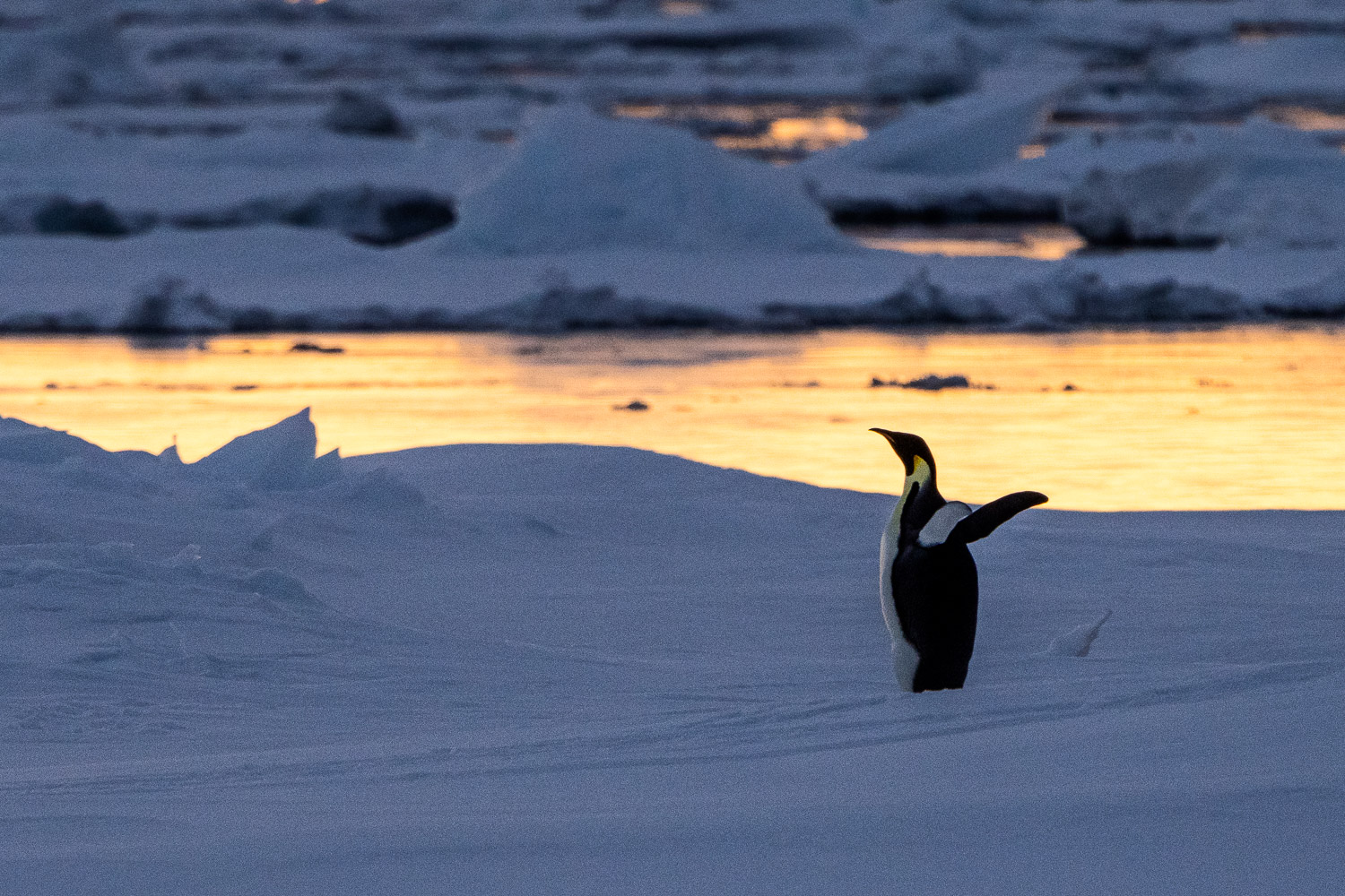 Emperor penguin in Ross Sea, Antarctica