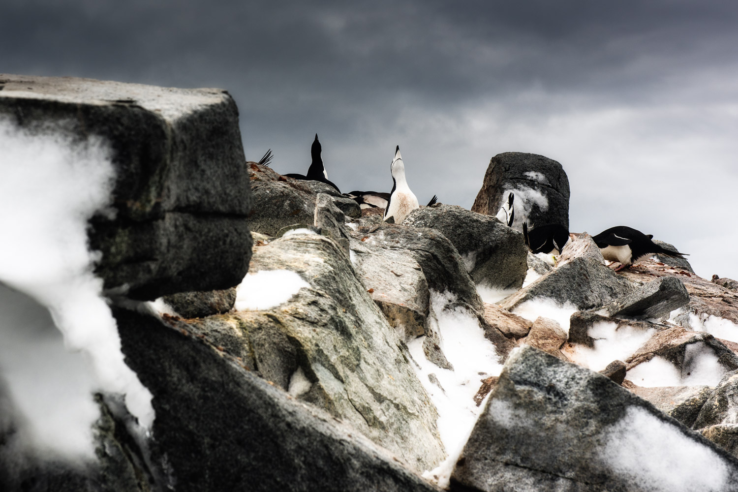 Chinstrap penguin in Antarctica