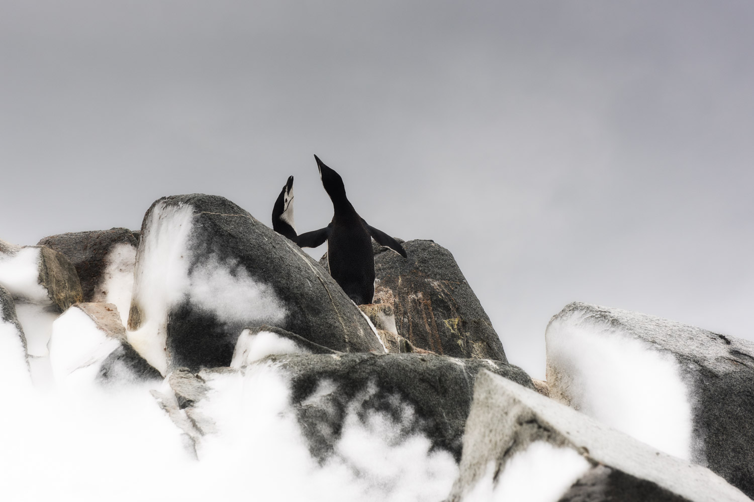 Chinstrap penguin in Antarctica