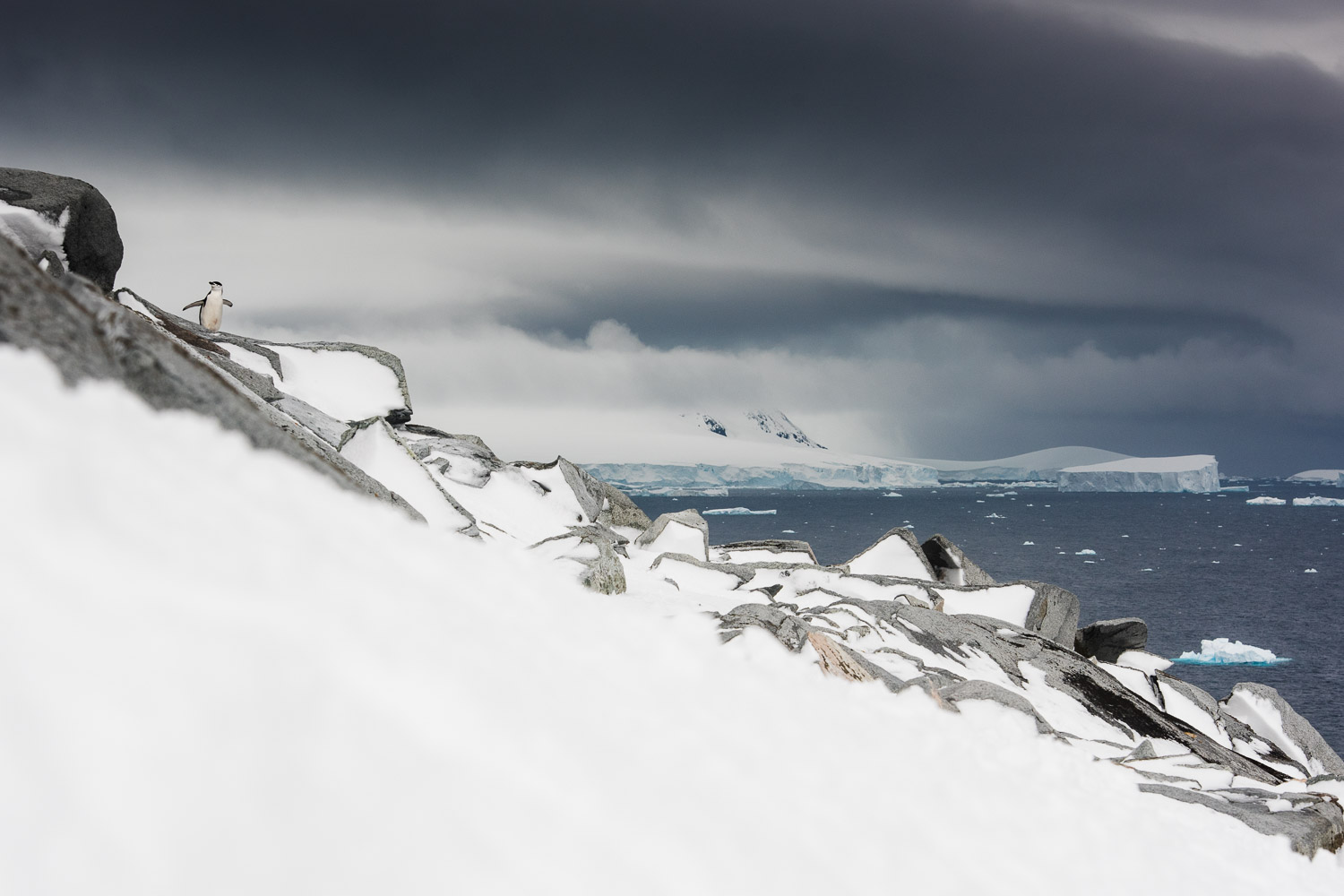 Chinstrap penguin in Antarctica
