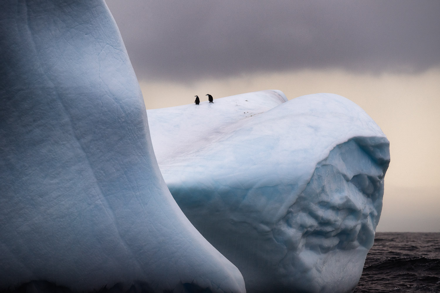 Chinstrap penguin in South Georgia