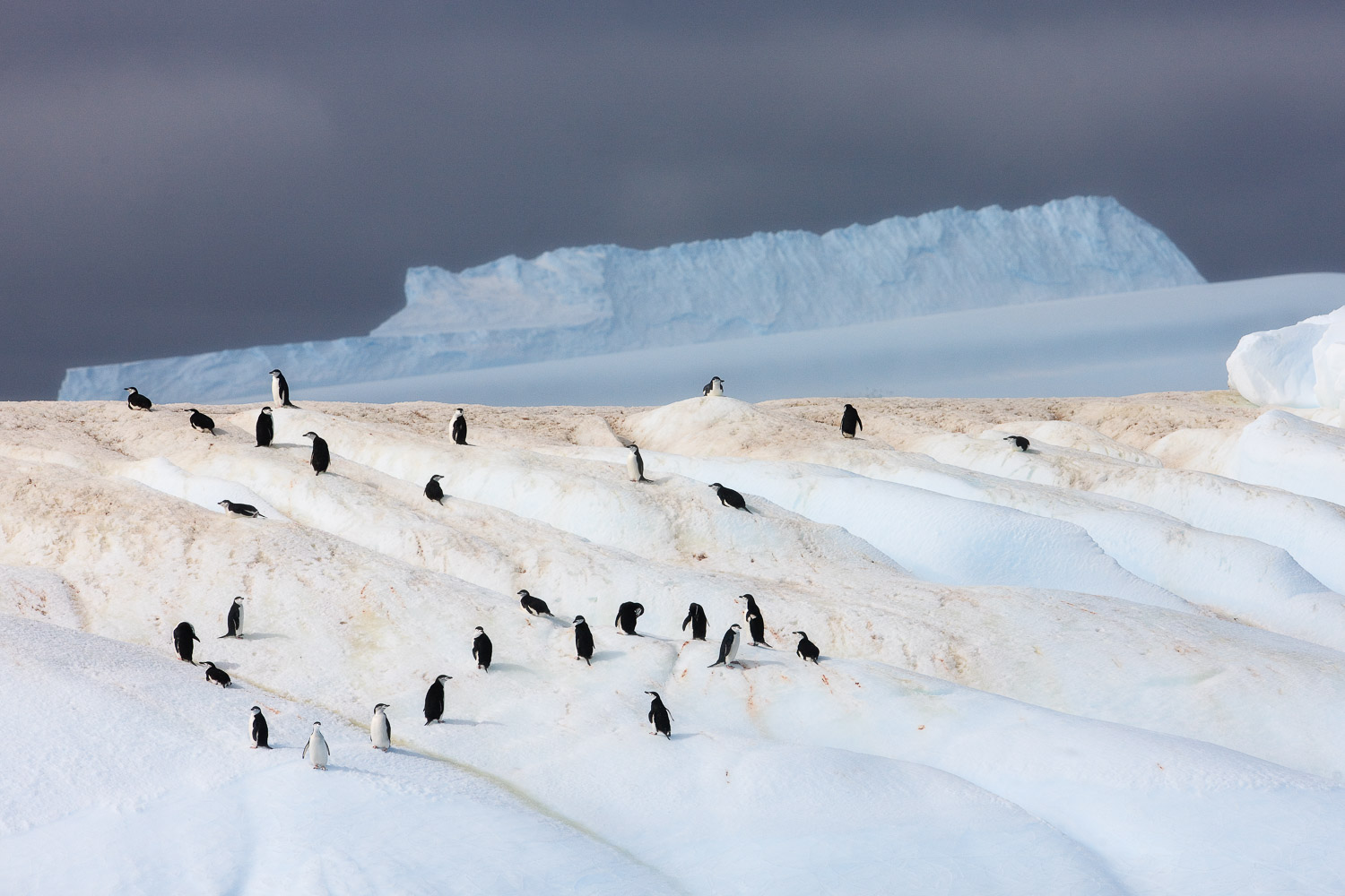 Chinstrap penguin in Antarctica