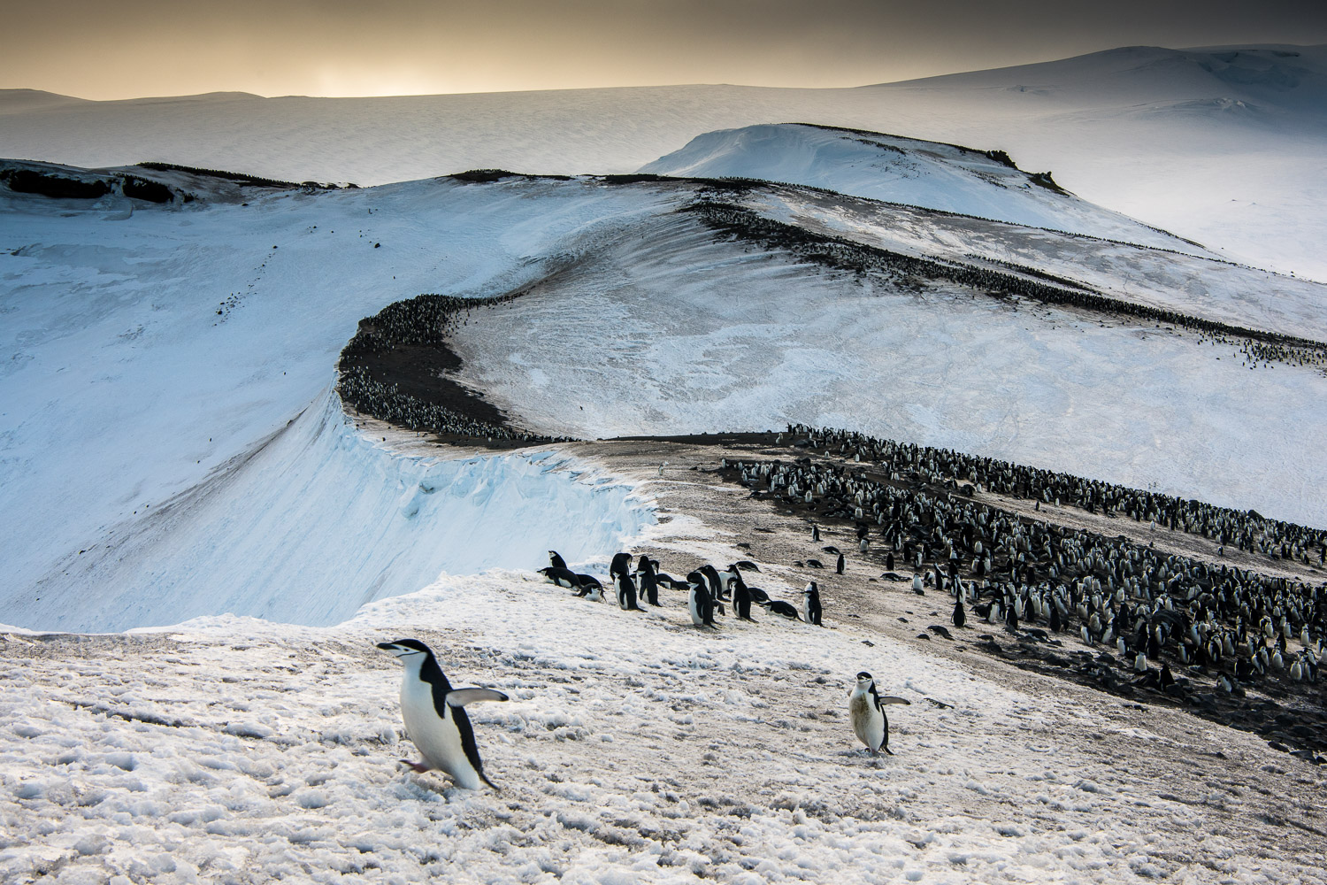 Chinstrap penguin in Antarctica