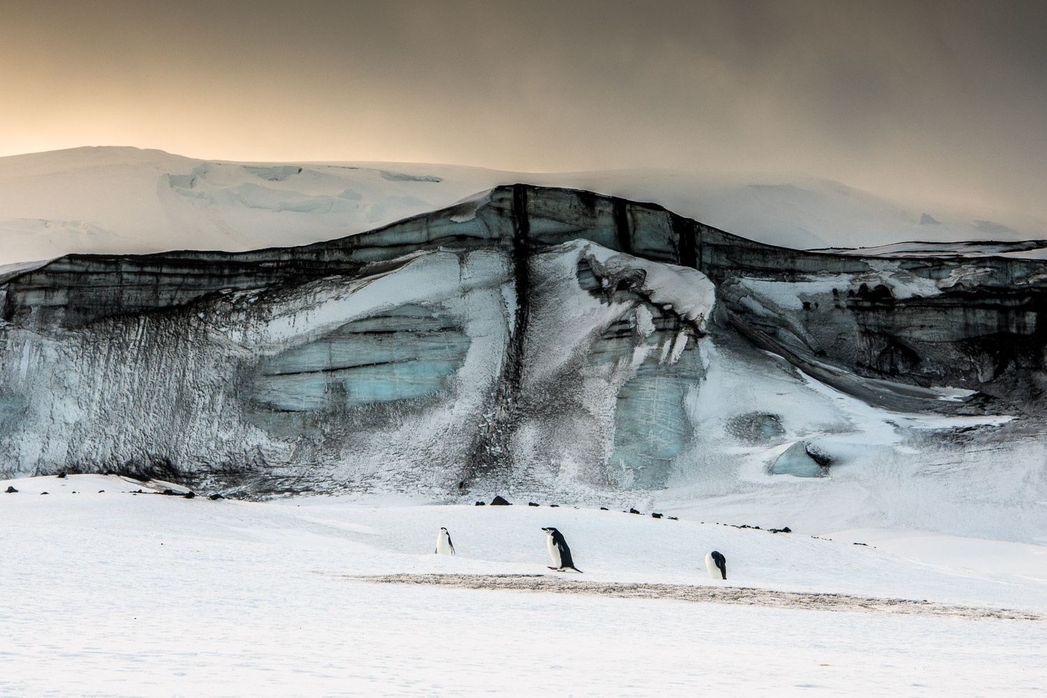 Chinstrap penguin in Antarctica