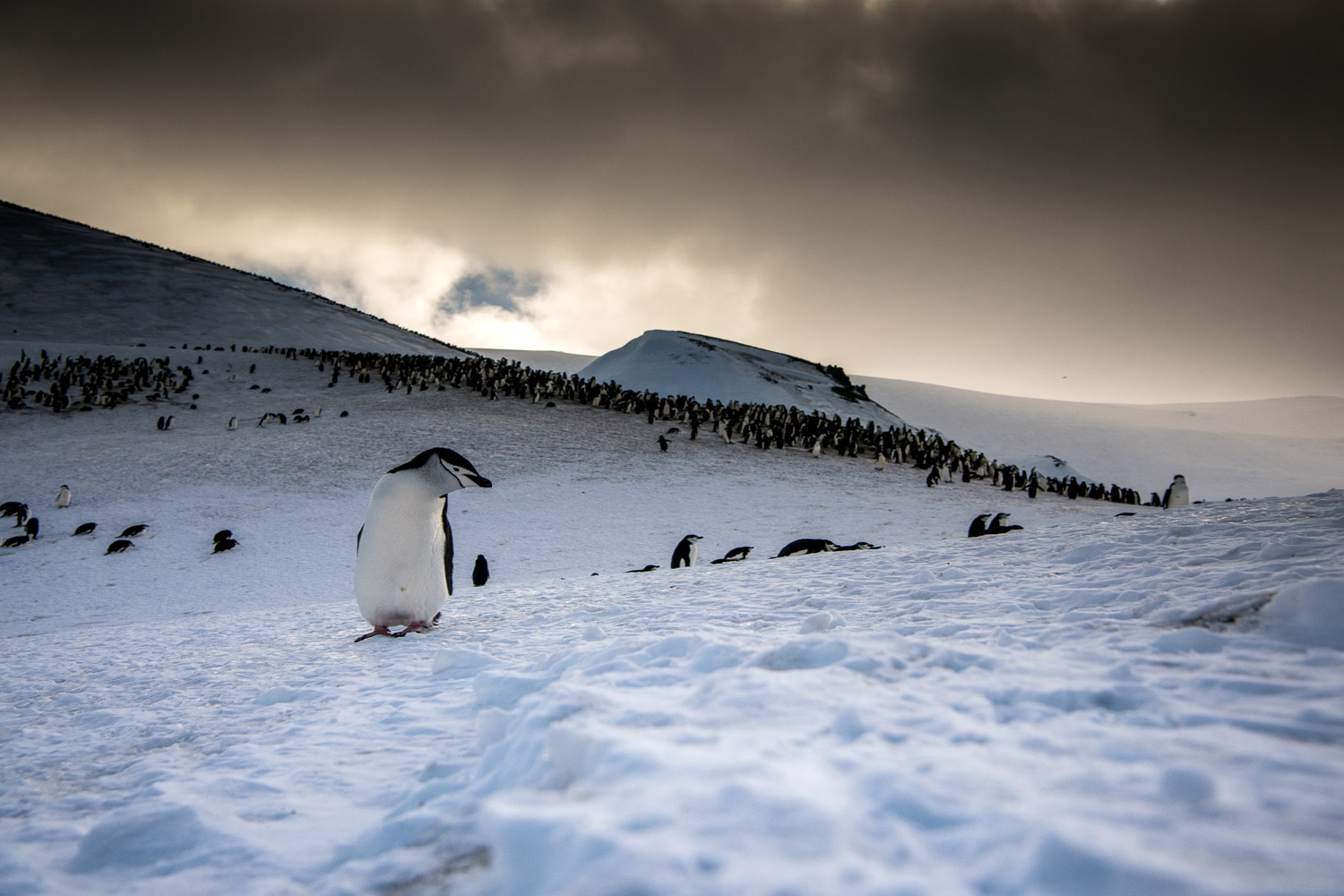 Chinstrap penguin in Antarctica