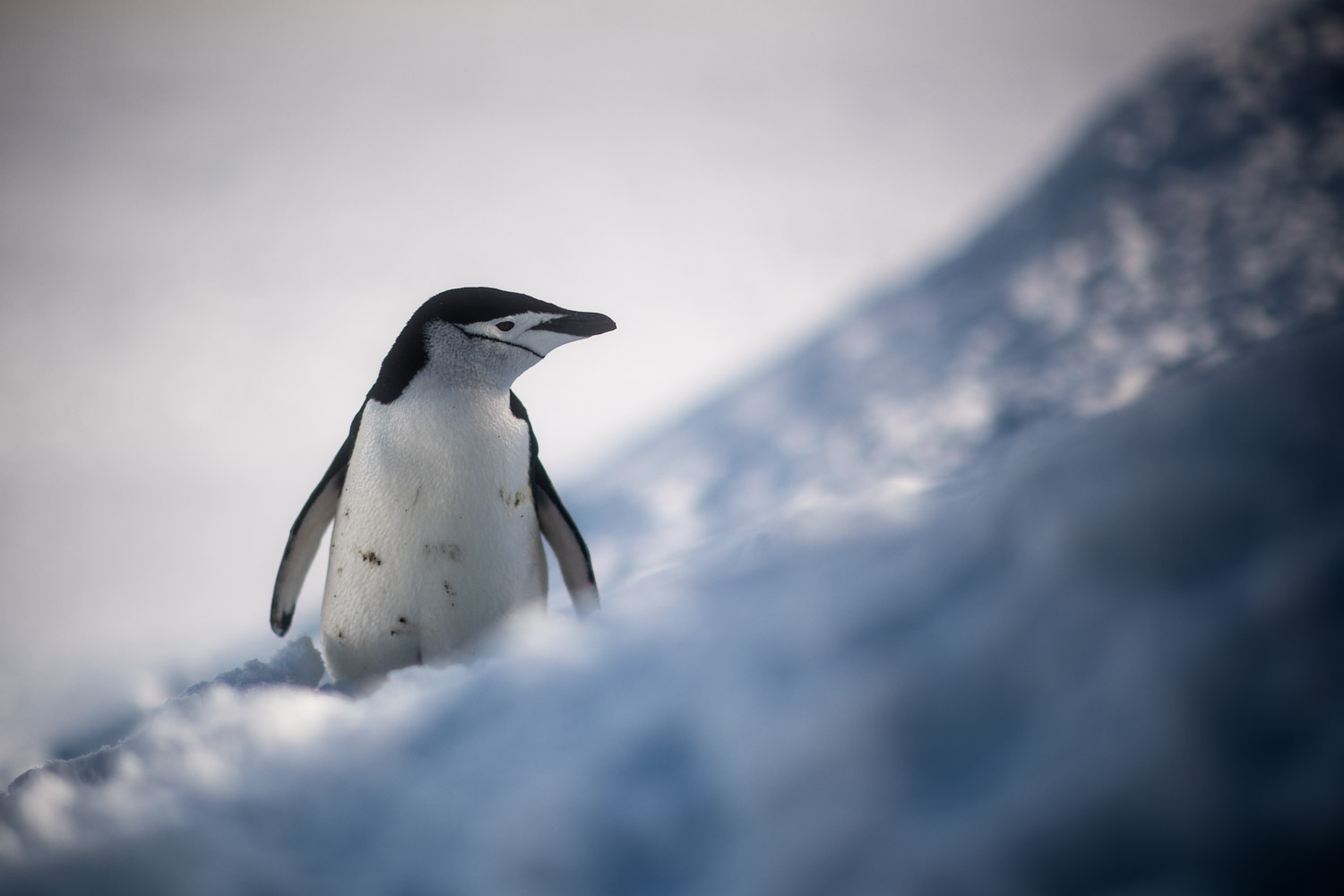 Chinstrap penguin in Antarctica