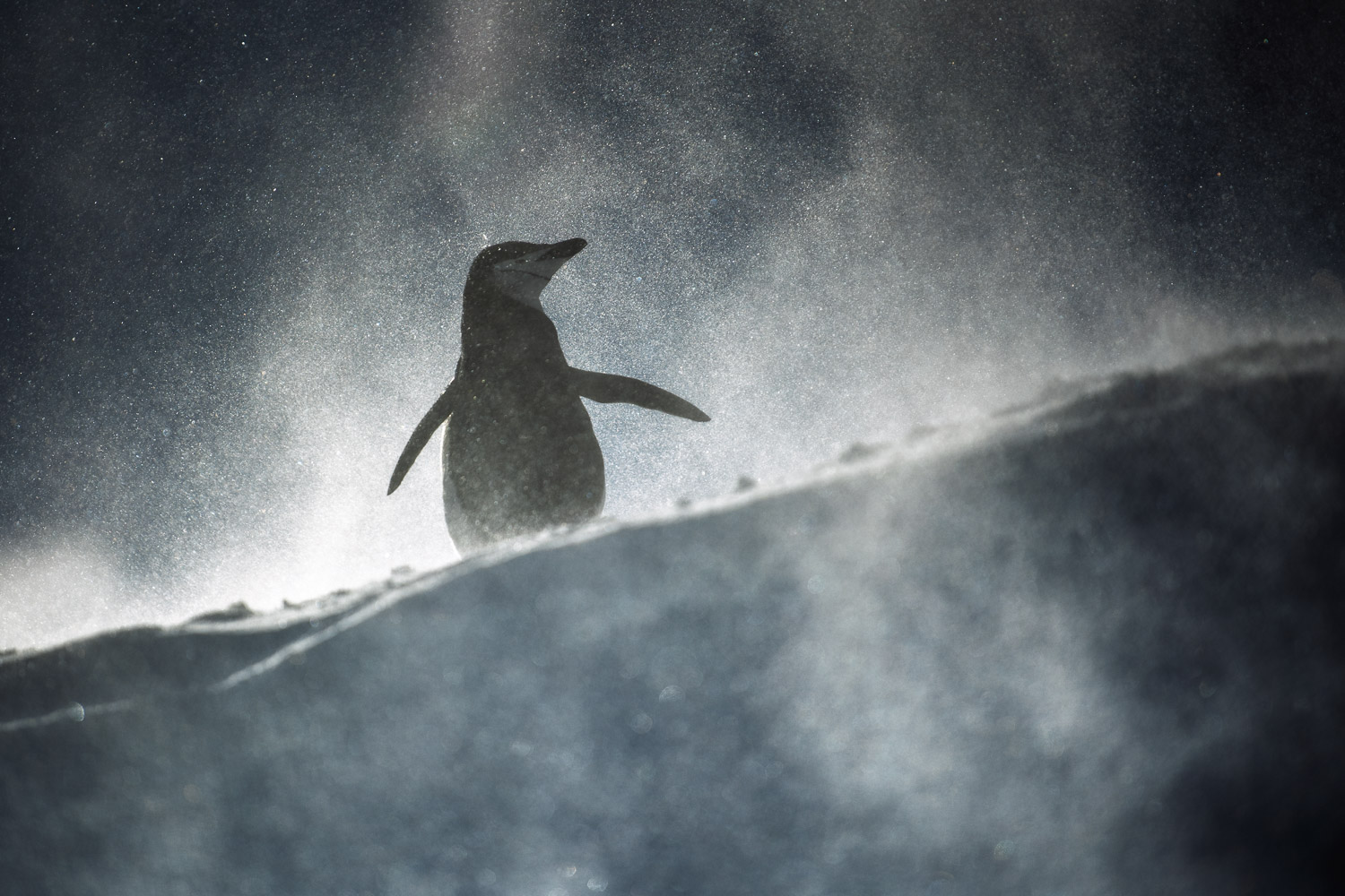 Chinstrap penguin in Antarctica
