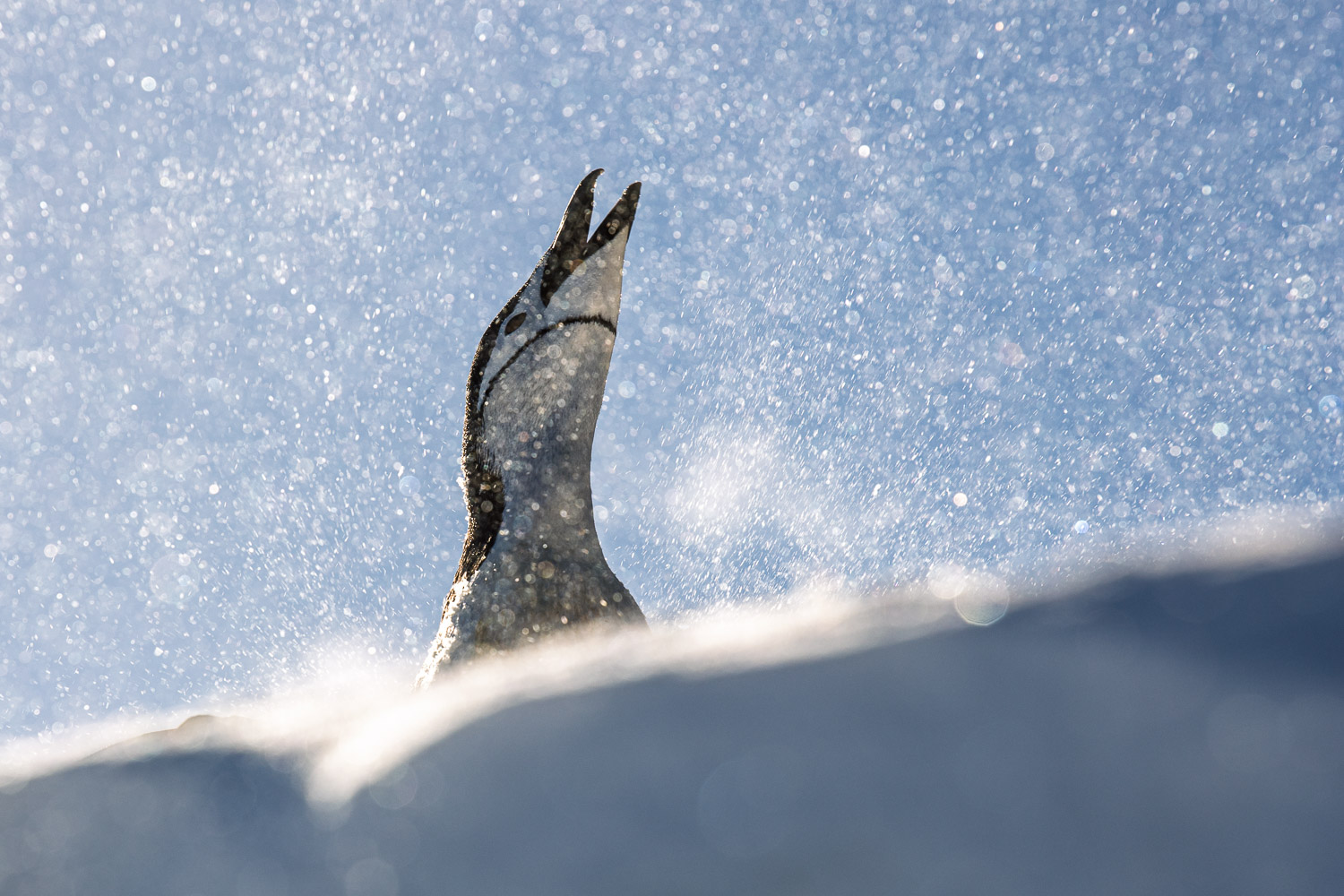 Chinstrap penguin in Antarctica