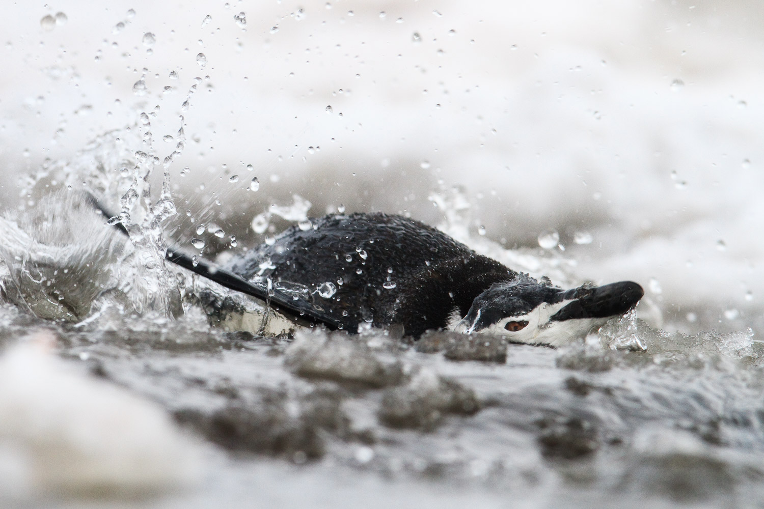 Chinstrap penguin in Antarctica