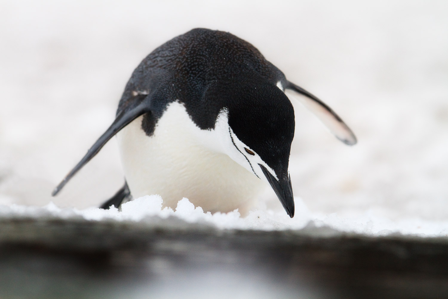 Chinstrap penguin in Antarctica