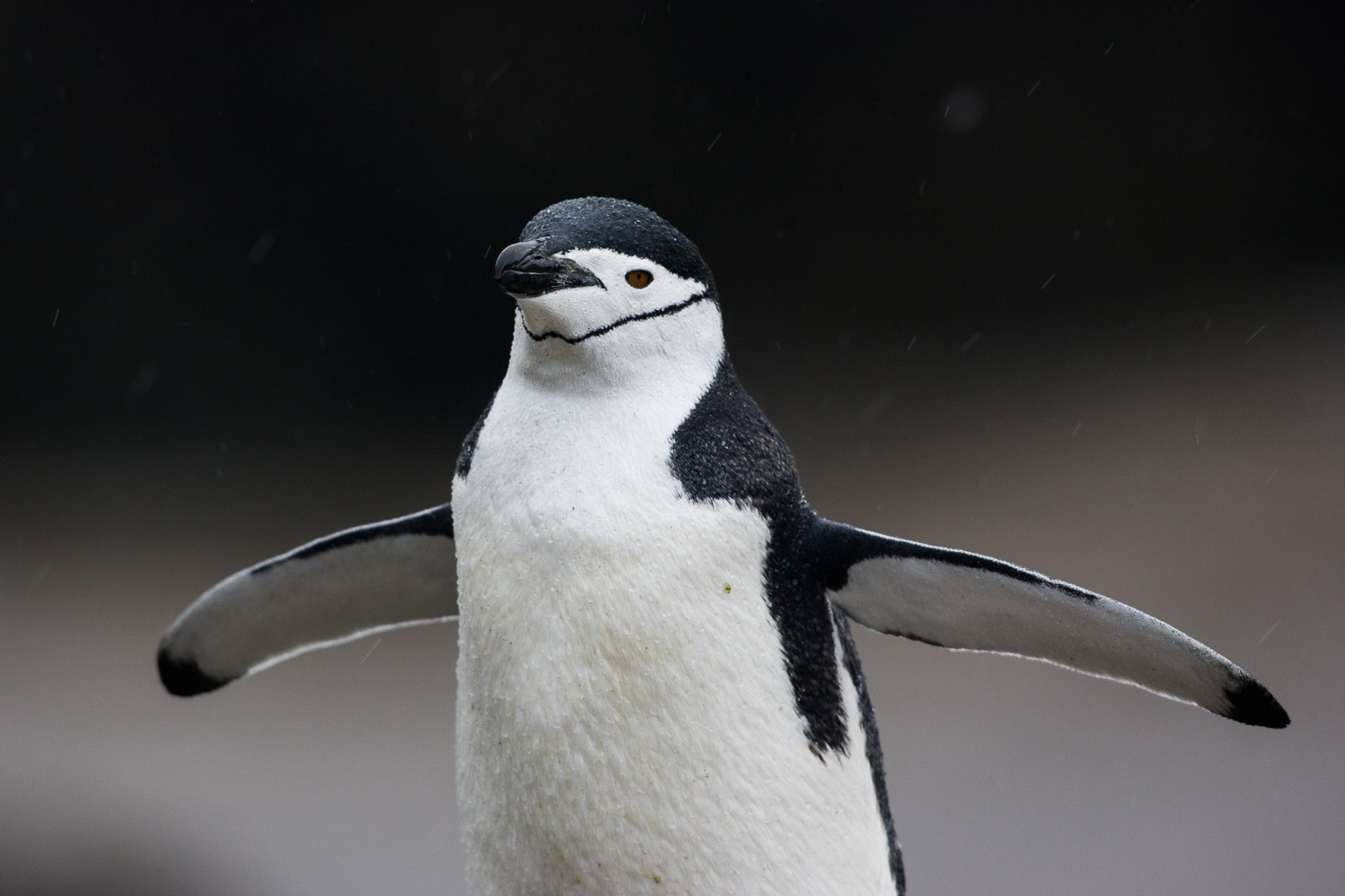 Chinstrap penguin in Antarctica