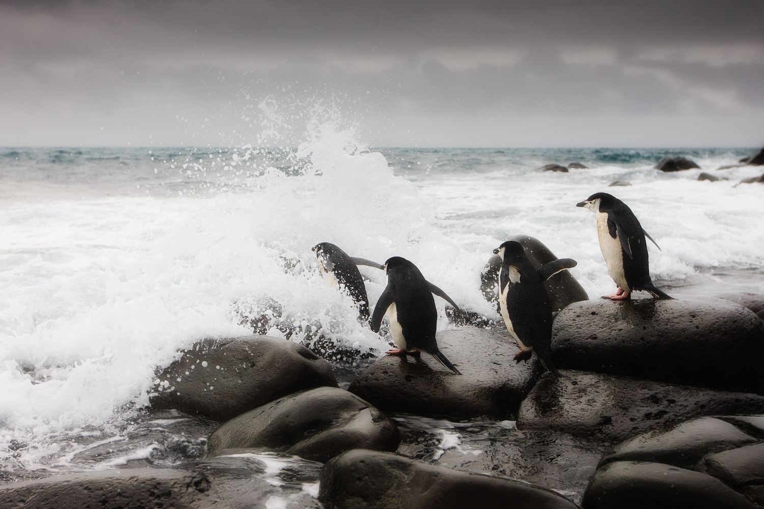  Chinstrap penguin in Antarctica