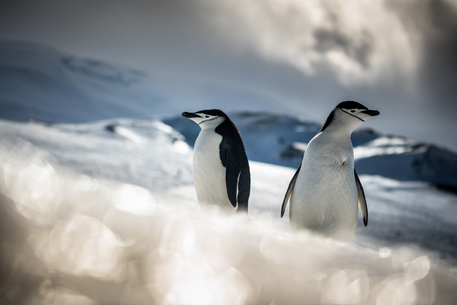 Chinstrap penguin in Antarctica