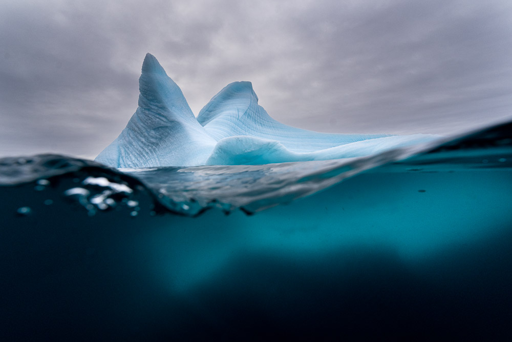 Blue whale in Svalbard